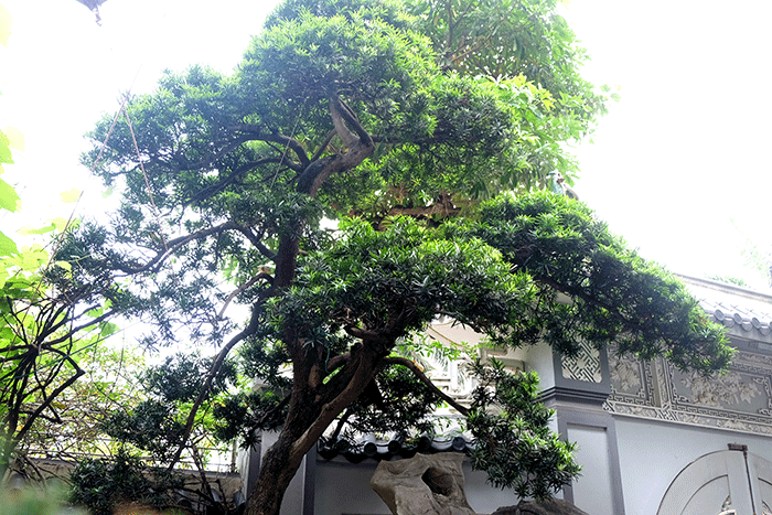 Ngam bo suu tap cay canh do so trong nha dai gia Ha thanh-Hinh-2